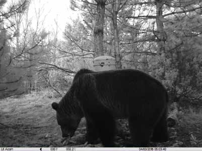 Medved u kraljevačkom lovištu
