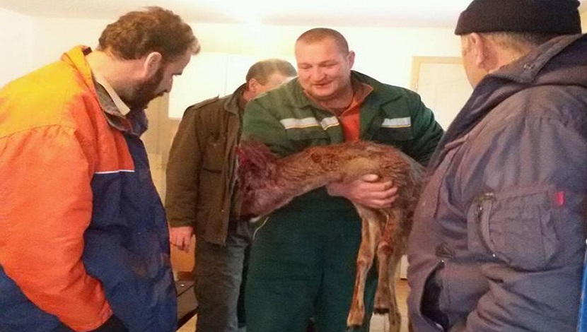 Spasen srndać u Kraljevu