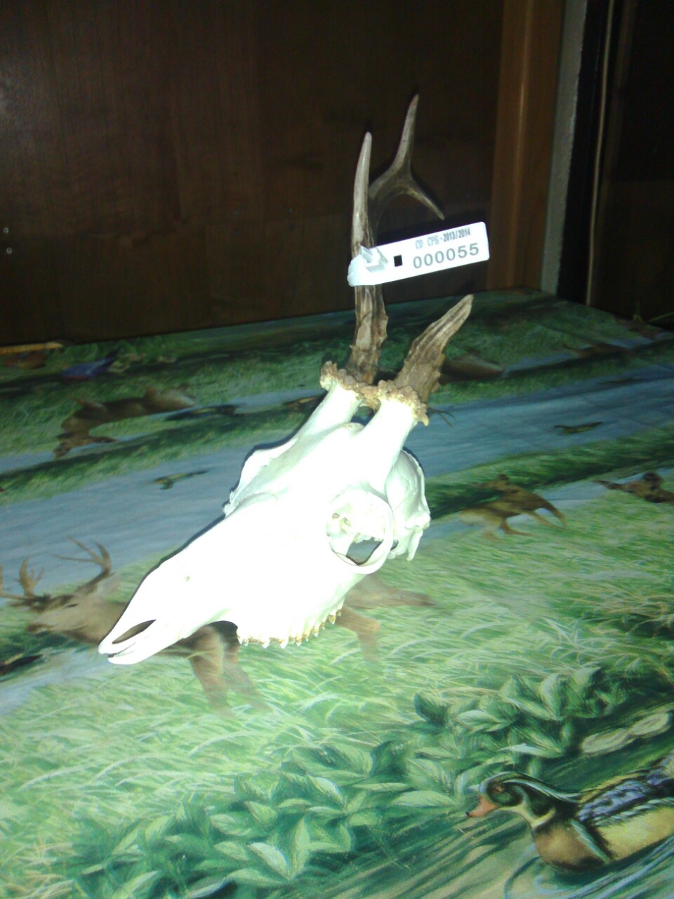 49,45 CIC Ljubomir Ignjatović 04.08.2013.godine Tolišnica