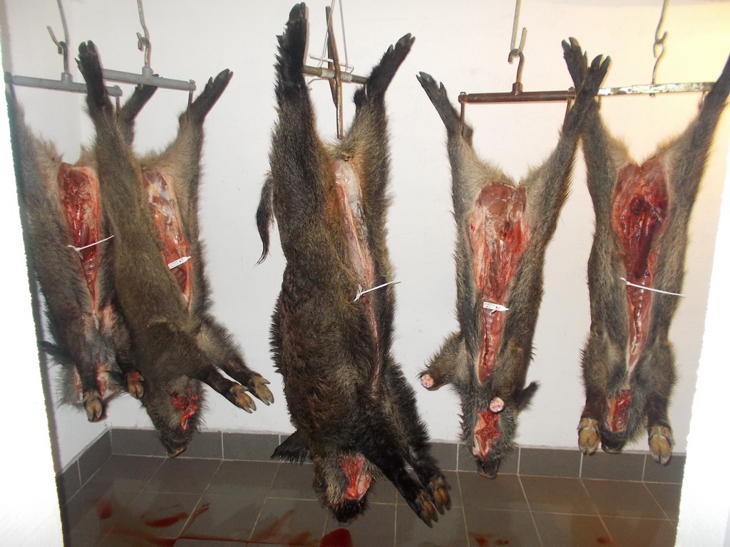 Odstreli divljih svinja od 08.12.2013. godine: 3 d.svinje iz lovišta Studenica, 2 d.svinje iz lovišta Ibar