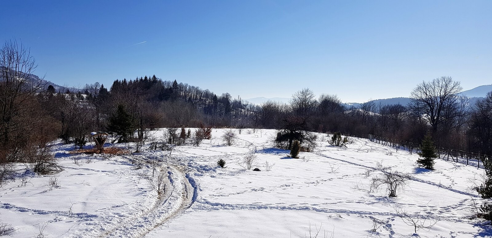 Evropski jeleni u lovištu "Studenica"